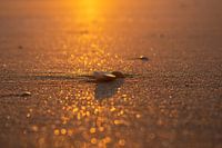 shells on beach at sunset
