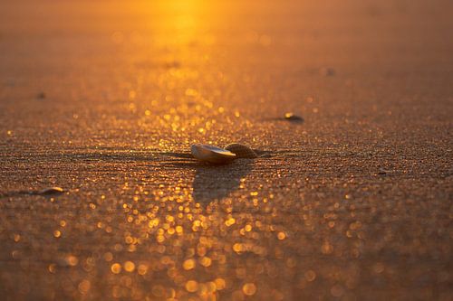 shells on beach at sunset