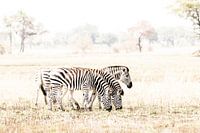 Zebraherde im Okavango Delta Botswana