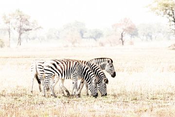 Zebra kudde in de Okavango Delta Botswana van Thomas Retterath