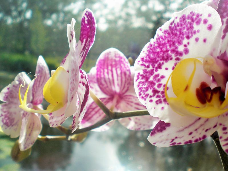 Orchidee by Pictures Of Nature