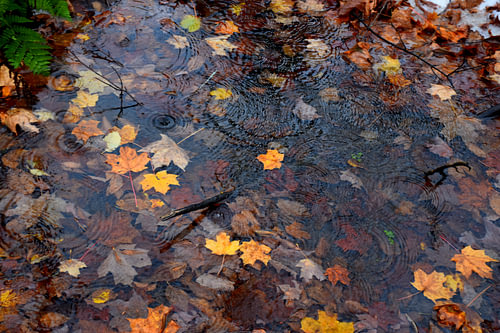 Een beekje in de herfst