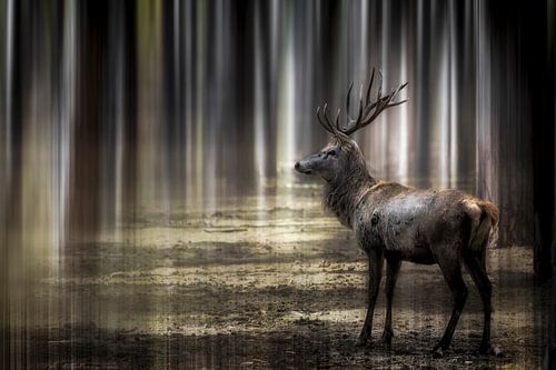 The Deer