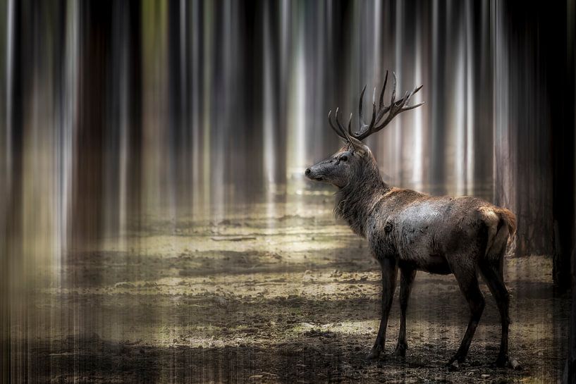 Der Hirsch von Chantal CECCHETTI