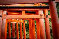Torii Gate in Fushimi Inari Taisha