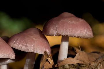 closeup of a witches' shield or Mycena rosea by W J Kok