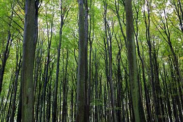 Forêt de hêtres de Jasmund, inscrite au patrimoine mondial de l'UNESCO sur arte factum berlin
