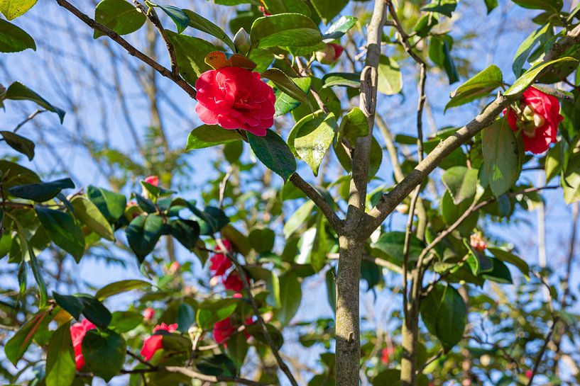 fleurs de rose sauvage dans la forêt par JGL Market