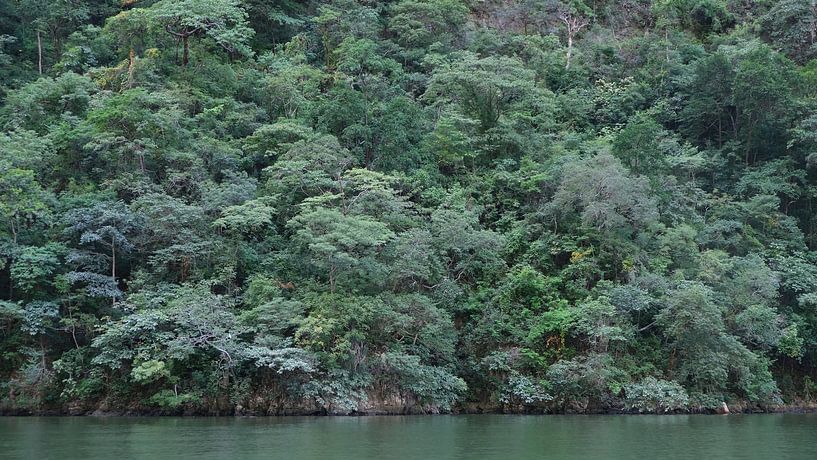 Forêt, Cañon del Sumidero, Chiapas, Mexique par themovingcloudsphotography