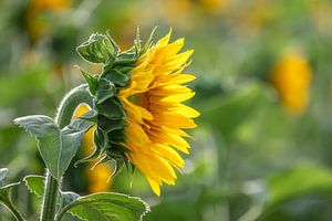 Sonnenblumen 03