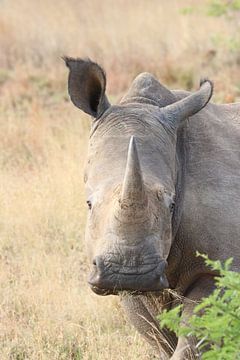Rhino portrait by Barbara Fraatz