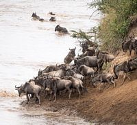 Migration!