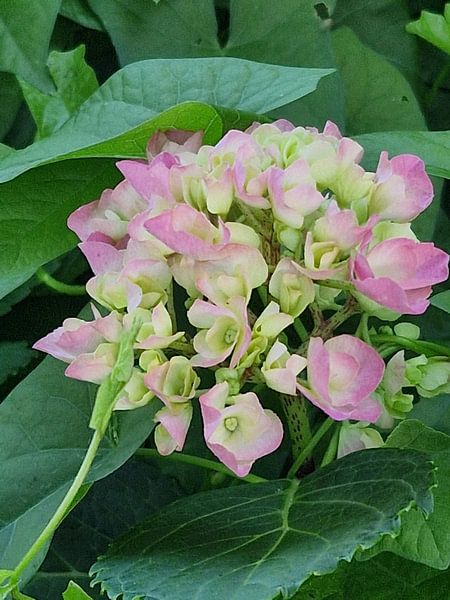 Hydrangea by Magic Hands