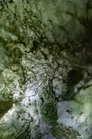 Groene Boom | Levensboom | Abstracte Foto