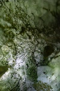 Arbre vert | Arbre de vie | Photo abstraite