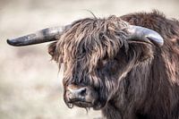 Hooglander