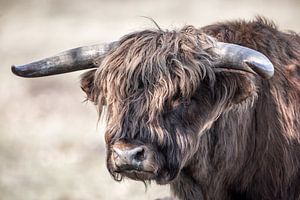 Hooglander sur Linda Raaphorst