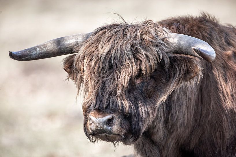 Hooglander by Linda Raaphorst