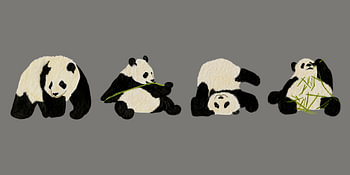 Pandas : manger, jouer, se détendre