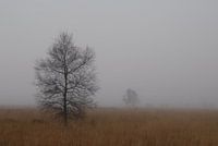 Mist op de Hoge Venen
