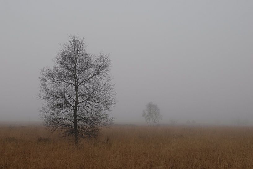 Mist op de Hoge Venen par Rafael Delaedt