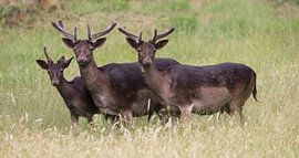 hertensoorten von anja voorn