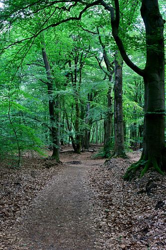In a beech forest