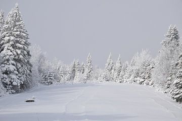Een besneeuwd bos tijdens de storm van Claude Laprise