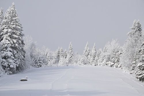 Een besneeuwd bos tijdens de storm