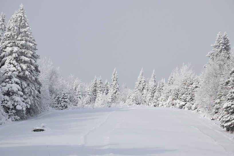 A snowy forest during the storm by Claude Laprise