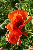 #14 Poppy Plant - Bright Red