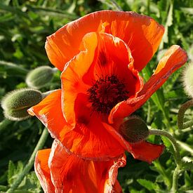 #Klaproos plant - helder rood van TW