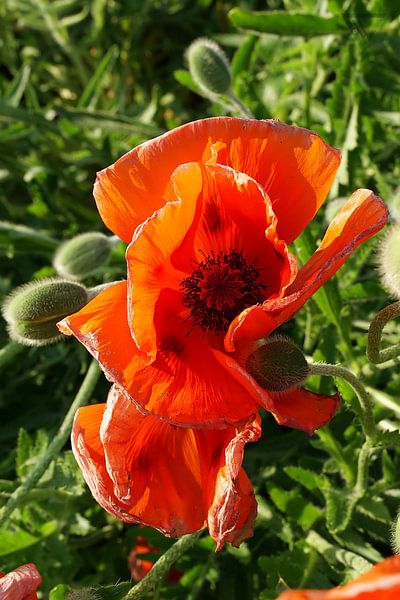 #Klaproos plant - helder rood van TW