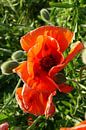 #Klaproos plant - helder rood van TW thumbnail