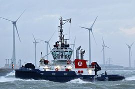 VB Kiwi von Henk Noevers