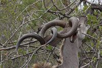 Kudu / Koedoe knaagt aan boom
