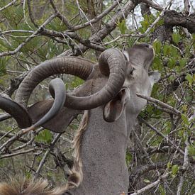 Kudu / Koedoe knaagt aan boom von Wim Franssen