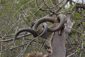 Kudu / Koedoe knaagt aan boom van Wim Franssen