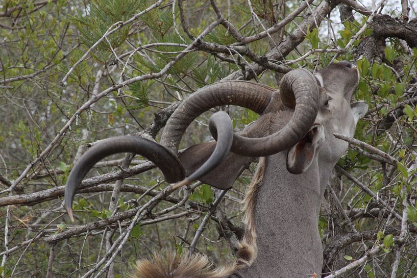 Kudu / Koedoe knaagt aan boom von Wim Franssen