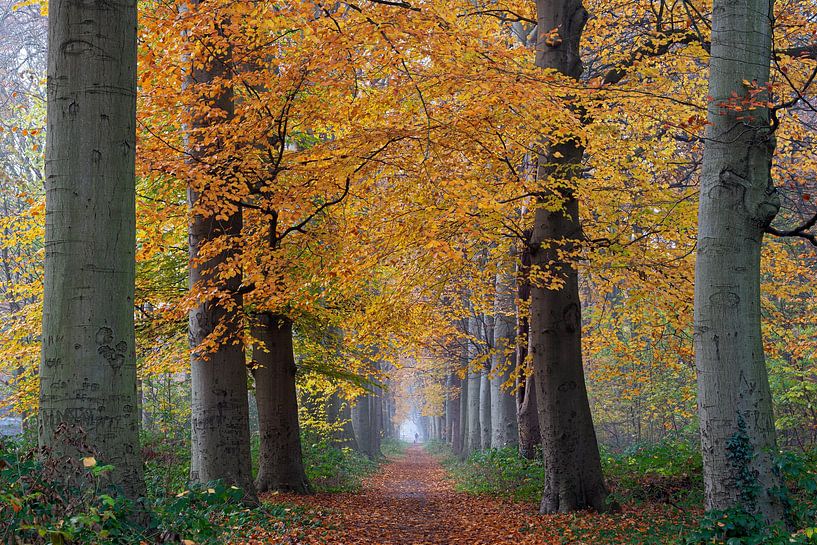 Herbst-Allee von peterheinspictures