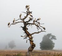 Vierkant landschap van een dode boome in de mist van witte ooievaar; Ciconia ciconia;  White stork, vierkant, dode boom, mist
