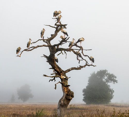 Vierkant landschap van een dode boome in de mist van witte ooievaar; Ciconia ciconia;  White stork, vierkant, dode boom, mist