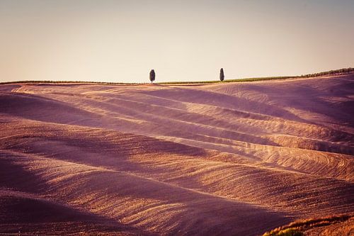 2 toscaanse cipressen tijdens zonsondergang
