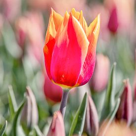 Tulp op Goeree-Overflakkee van Angelique Niehorster