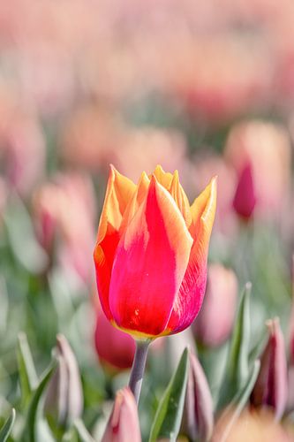 Tulp op Goeree-Overflakkee