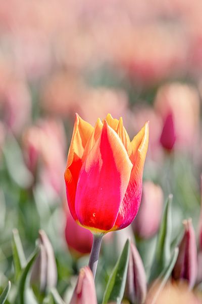 Tulpe von Angelique Niehorster