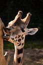 Giraffe van Erika Schouten thumbnail