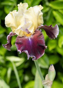 Irissen, Iris barbata van Alexander Ludwig