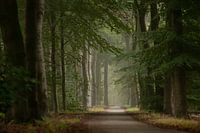 Morning mist forest