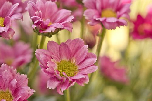 Bloemen in vrolijk roze en een geel en groen natuurlijke kleuren achtergrond